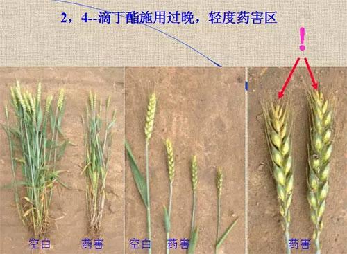 除草劑無時(shí)不刻發(fā)生變化，激素類除草劑未來還會(huì)在農(nóng)業(yè)舞臺(tái)上繼續(xù)發(fā)揮更大作用