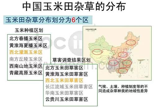 玉米田陷入斷檔期，除草劑到了大洗牌時代